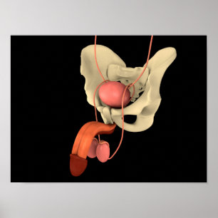 Reproduktionssystem des Menschen 2 Poster