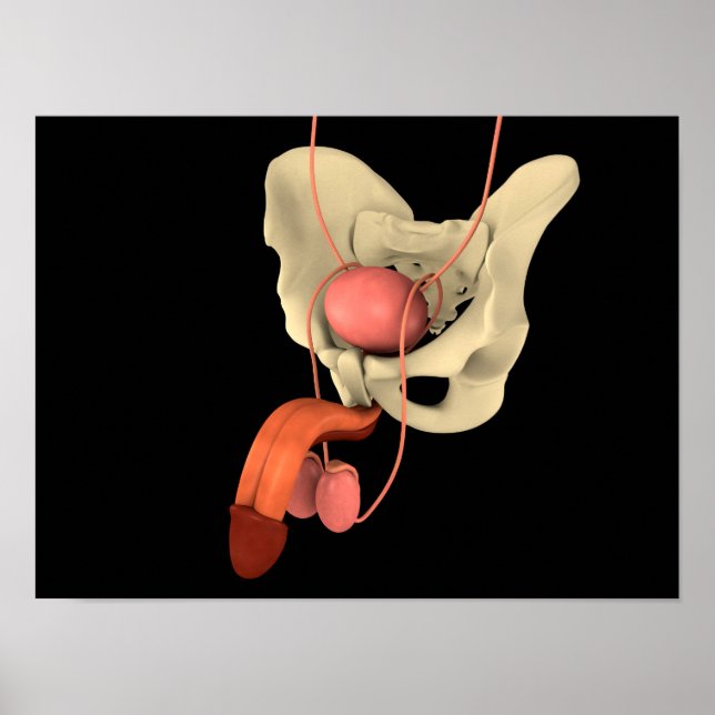 Reproduktionssystem des Menschen 2 Poster (Vorne)