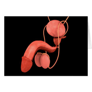 Reproduktionssystem des Menschen 3