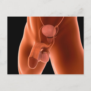 Reproduktionssystem für Menschen 6 Postkarte