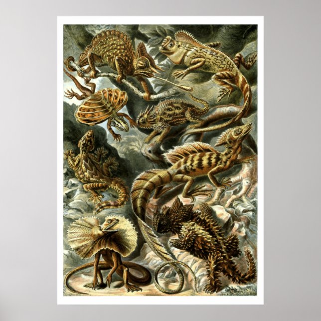 Reptile Lizards von Ernst Haeckel Poster (Vorne)