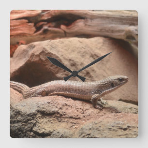 Reptile Northern blue-tongued skink Lizard Quadratische Wanduhr
