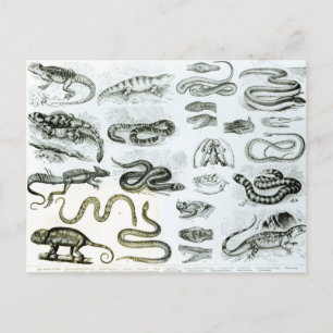 Reptiles, Serpents and Lizards Postkarte