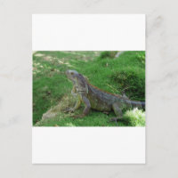 Reptilian Look.JPG