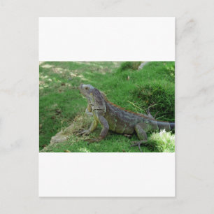 Reptilian Look.JPG Postkarte