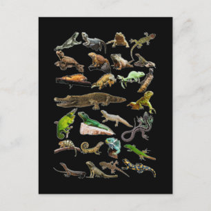 Reptilien-Collage Echse Gecko Bartagame Postkarte
