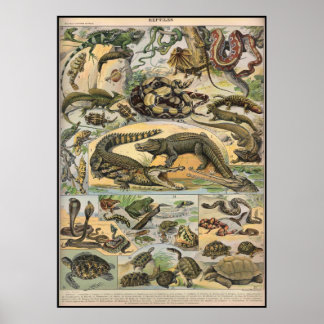 Reptilien Poster