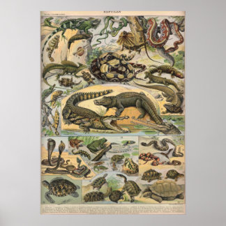 Reptilien - Sammlung von Reptilien Poster