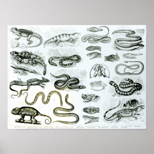 Reptilien, Serpents und Eidechsen Poster (Vorne)