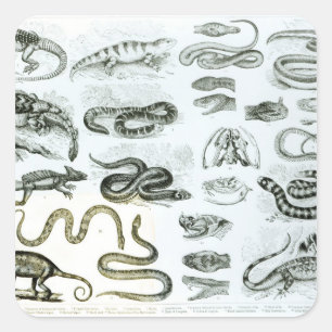 Reptilien, Serpents und Eidechsen Quadratischer Aufkleber
