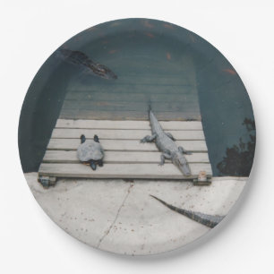 Reptiliengehäuse Pappteller