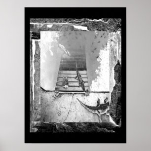 Reptiliengehäuse Poster