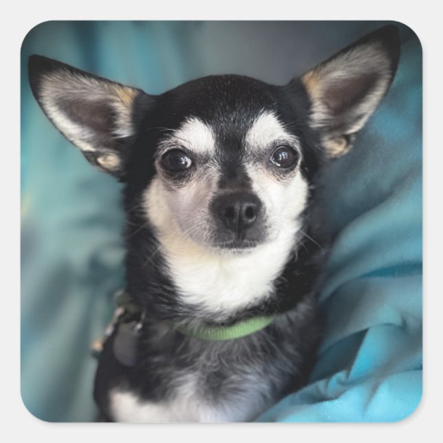 Rescue Dog Chihuahua Classic Square Sticker (Vorderseite)