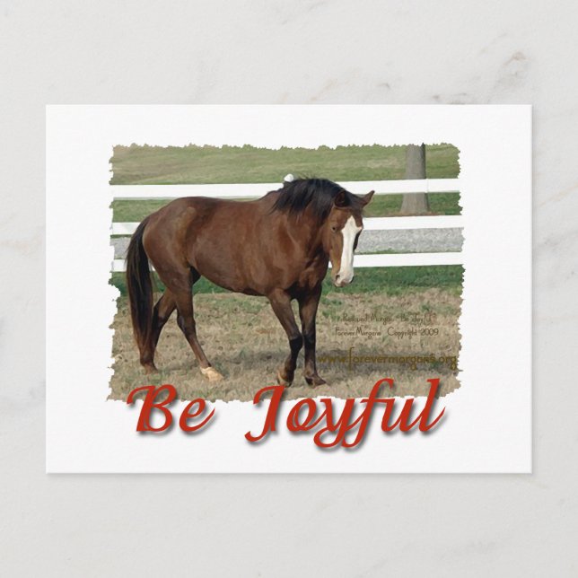 Rescuted Morgan Horse:  Sei froh Postkarte (Vorderseite)