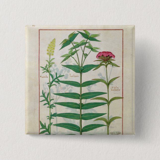 Reseda, Euphorbiengummi und Dianthus Button (Vorderseite)