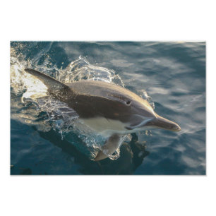 Residentreiter Fotodruck