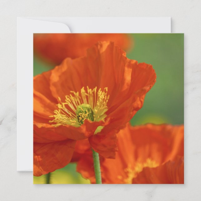 Respektvoller Roter Mohn Karte (Vorderseite)