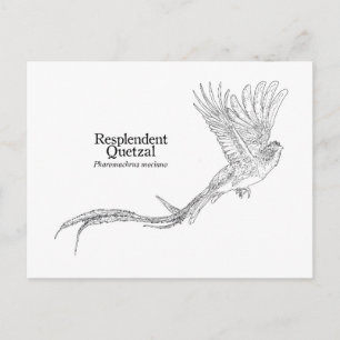 Resplendant Quetzal Postkarte