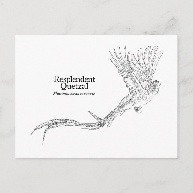 Resplendant Quetzal Postkarte (Vorderseite)