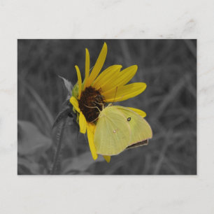 Restbutterfly-Postkarte Postkarte