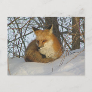 Restfuchs Postkarte