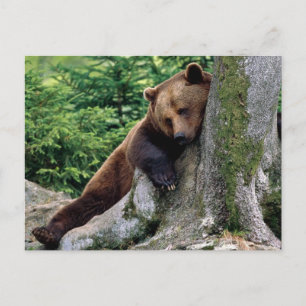 Restful Brown Bar Wildlife Series # 10 Postcard Postkarte