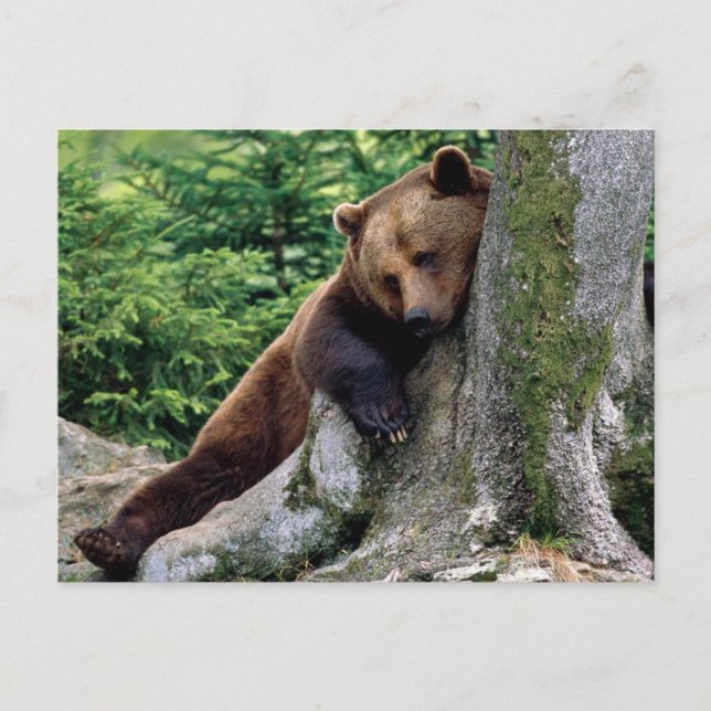 Restful Brown Bar Wildlife Series # 10 Postcard Postkarte (Vorderseite)