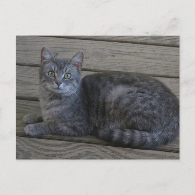 Restgraukatze Postkarte (Vorderseite)