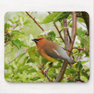 Resting Cedar Waxwing Mousepad