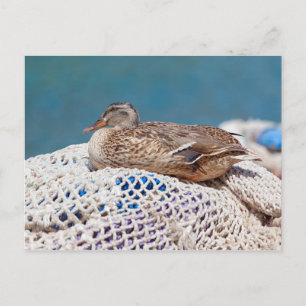 Resting Duck Postkarte