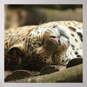 Resting Jaguar Poster