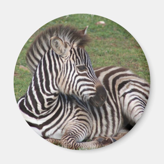Resting Zebra Magnet (Vorne)