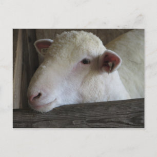 Restlamm Postkarte