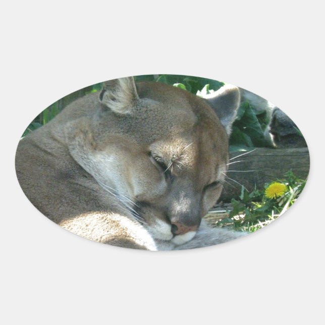 Restrukturierung von Cougar Stickers (Vorderseite)