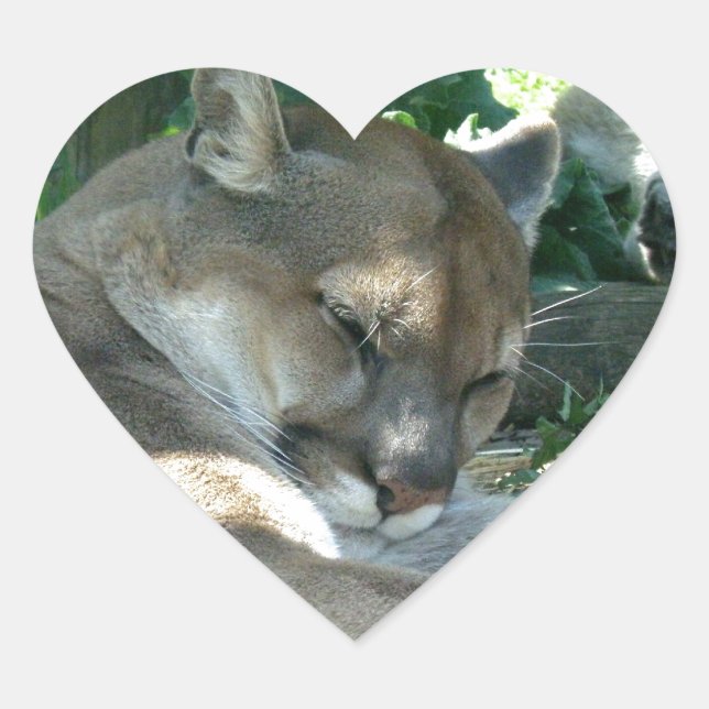 Restrukturierung von Cougar Stickers (Vorderseite)