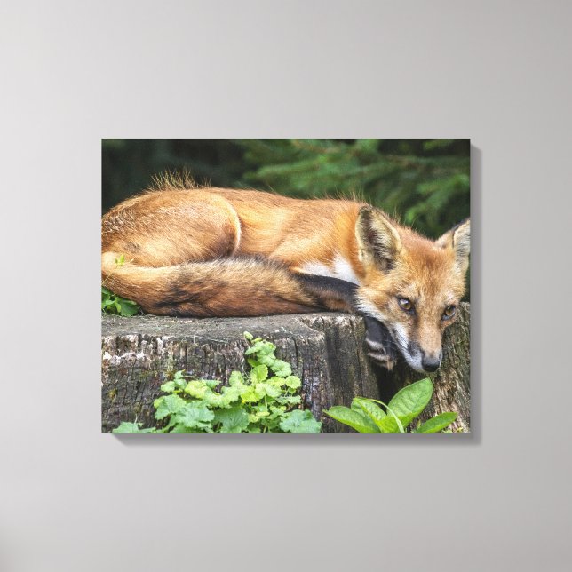 Restrukturierung von Red Fox Leinwanddruck (Vorderseite)