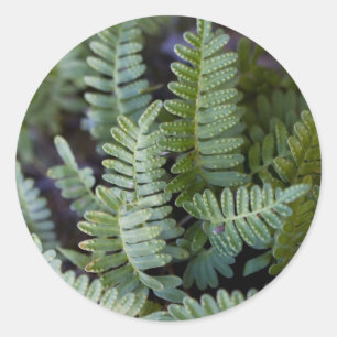 Resurrecrecrection Fern - Polypodium polypodioides Runder Aufkleber