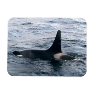 Resurrecrection Bay Orca Whale Foto entwickelt Magnet