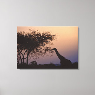Reticulierte Giraffe Leinwanddruck