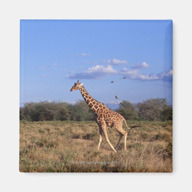 Reticulierte Giraffe Magnet (Vorne)