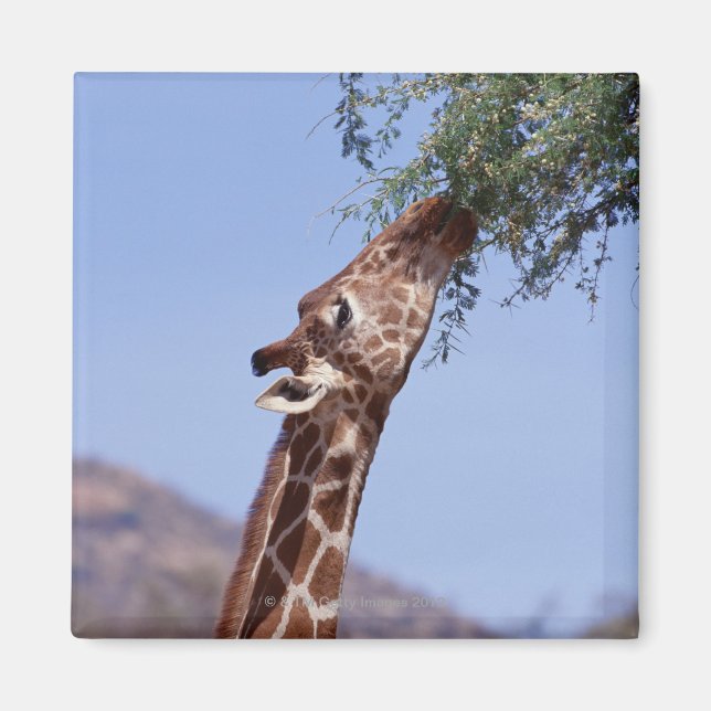 Reticulierte Giraffe Magnet (Vorne)