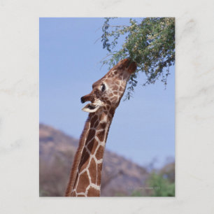 Reticulierte Giraffe Postkarte