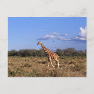 Reticulierte Giraffe Postkarte