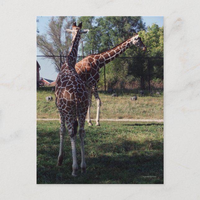 Reticulierte Giraffen Postkarte (Vorderseite)