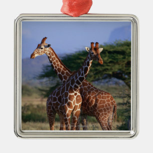 Retikulierte Giraffe 2 Silbernes Ornament