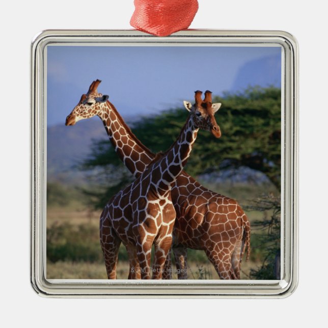 Retikulierte Giraffe 2 Silbernes Ornament (Vorne)