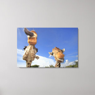 Retikulierte Giraffe (Giraffa camelopardalis) 2 Leinwanddruck