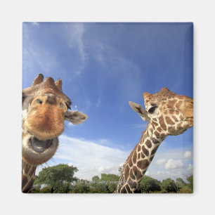 Retikulierte Giraffe (Giraffa camelopardalis) Magnet