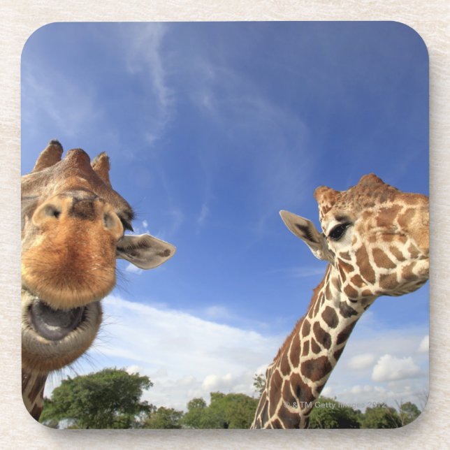 Retikulierte Giraffe (Giraffa camelopardalis) Untersetzer (Vorderseite)