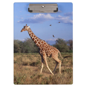 Retikulierte Giraffe Klemmbrett